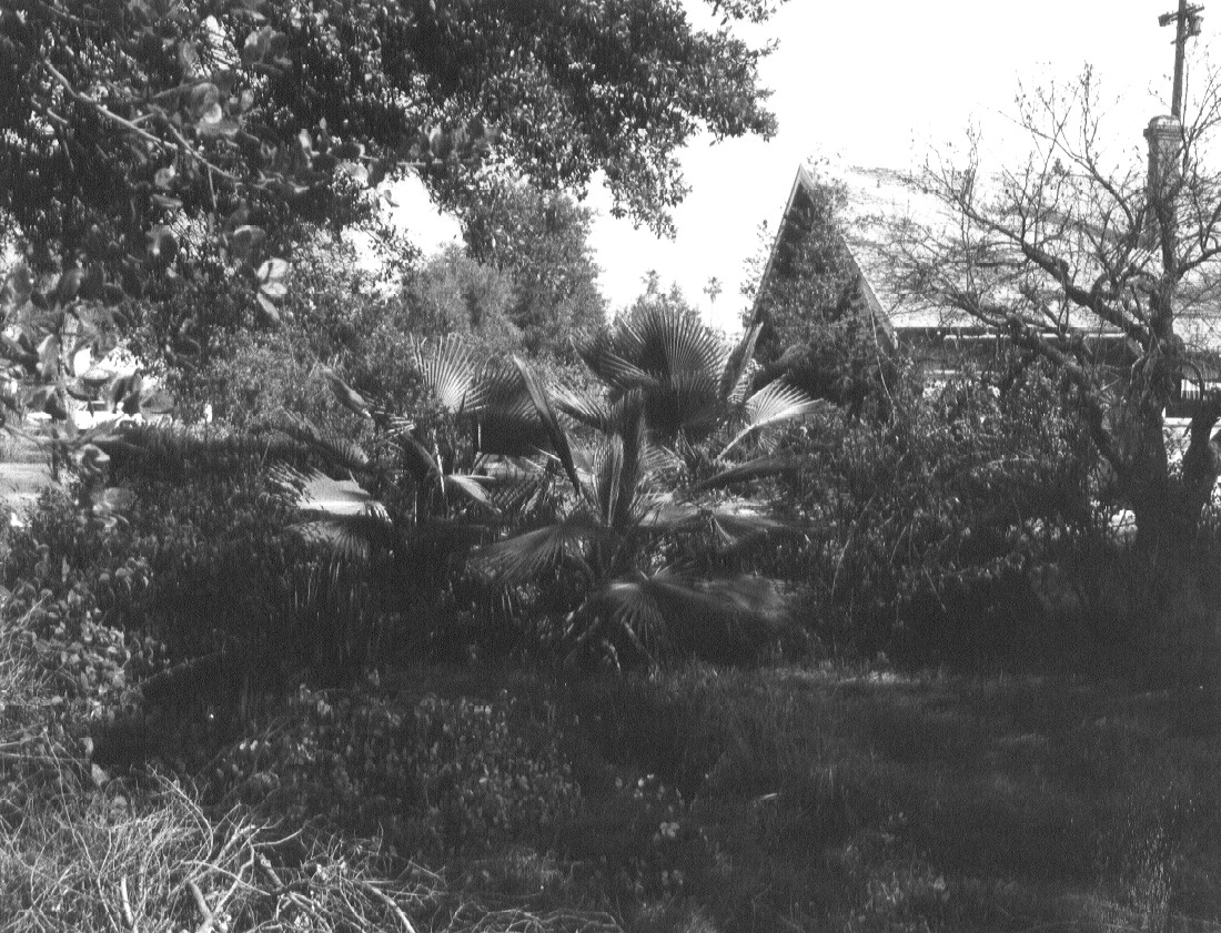 This was the house behind Jack E.Wagner's home on Tobias, Van Nuys, before he tore it down and cleared the lot to in order to grow a garden!
